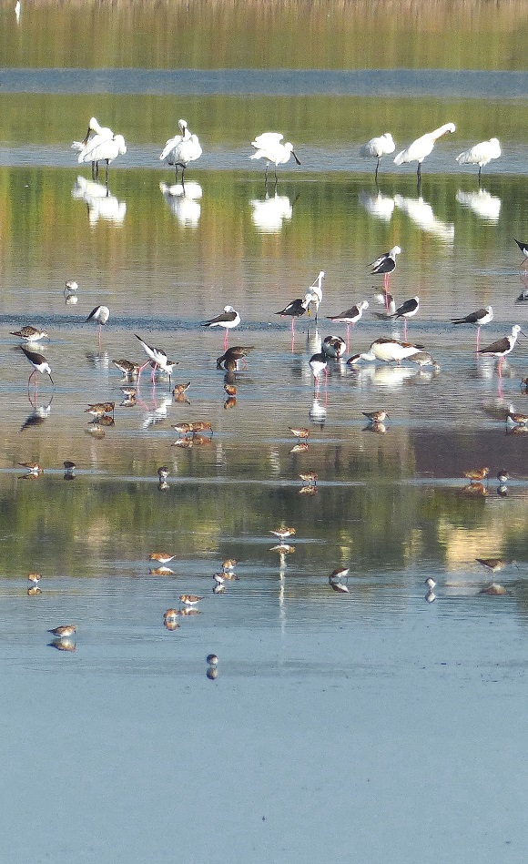 Our migratory bird protection area Pantani Cuba & Longarini 